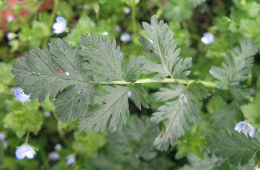 Geranium robertianum?  No, Erodium cicutarium